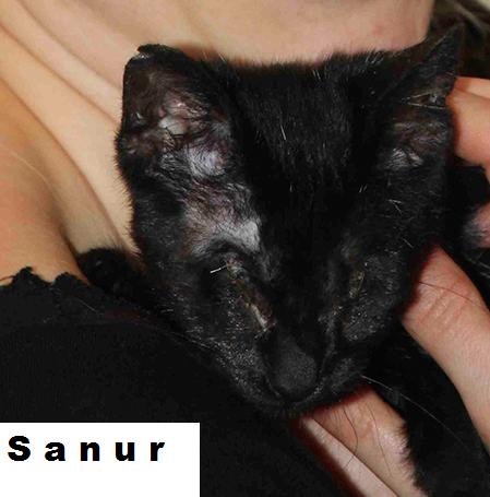 Der kleine Sanur ist blind und sucht besonders liebevolle Menschen